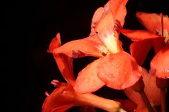IMG_5939