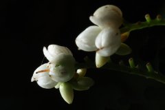 IMG_6420