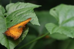 Vindula erota, the common cruiser