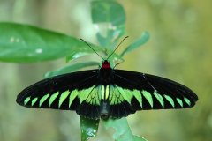 Trogonoptera brookiana, Rajah Brooke's birdwing (Borneo)