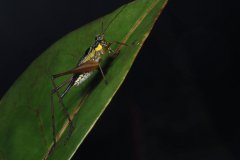 Cricket ( Nisitrus vittatus), Kuala Lumpur