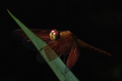Dragonfly (Neurothemis ramburii)