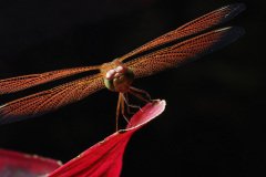 Dragonfly (Neurothemis ramburii)