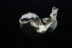 Faded leave