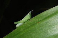 Grasshopper