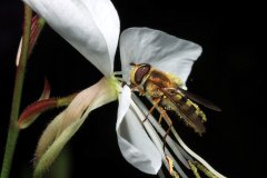 Hoverfly on a Gaura lindheimeri 'Whirling Butterflies'