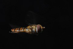 Photograph of a hoverfly in flight