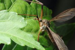 Mosquito tipulidae (Crane fly) with green eyes and long legs