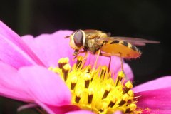 Hoverfly on a flower
