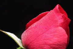 Red rose