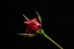 Red rose