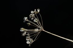 Garlic chives