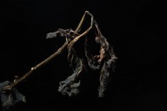 Faded leaf