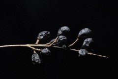 Privet (Ligustrum vulgare) Black Berries