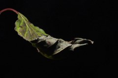 Faded leaf