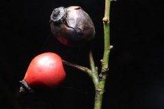 Rosehip