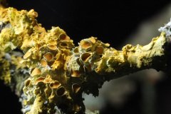 Yellow tree fungus on a tree branch
