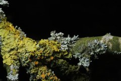 Yellow tree fungus on a tree branch