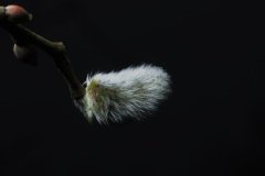 Fluffy white catkins on bare branches of magnolia tree