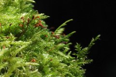 Moss on a tree