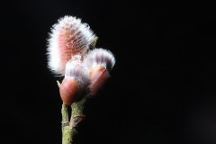 Willow catkins