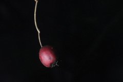 Rosehip