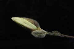 white catkins on bare branches of Star Magnolia, Magnolia stellata