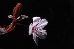 Cherry blossom (Prunus Nigra)