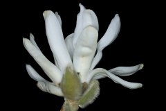 Flower of Star Magnolia, Magnolia stellata