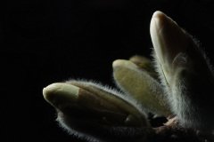 white catkins on bare branches of Star Magnolia, Magnolia stellata