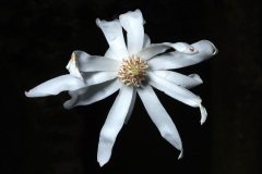 Flower of Star Magnolia, Magnolia stellata