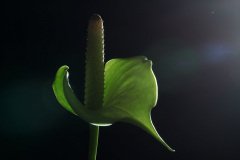 Flamingo flower (Anthurium)
