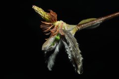 Wilting  flower of Star Magnolia, Magnolia stellata