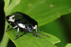The pied shield bug (Tritomegas bicolor)