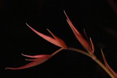 Heavenly bamboo (Nandina Domestica)
