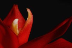 Guzmania lingulata