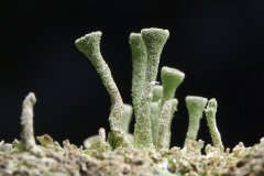 Small trumpet lichens (Cladonia fimbriata)