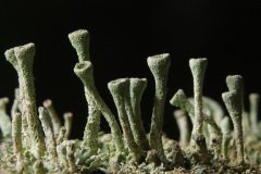 Small trumpet lichens (Cladonia fimbriata)