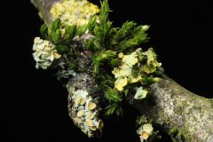 Fungus on a tree branch