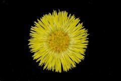 Colt's-foot (Tussilago farfara)