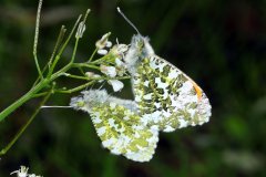 The orange tip (Anthocharis cardamines)