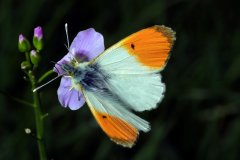 The orange tip (Anthocharis cardamines)