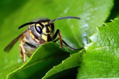 Common wasp (Vespula vulgaris)