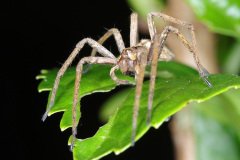 Nursery Spider (Pisaura mirabilis)
