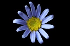 Blue daisy (Felicia amelloides)
