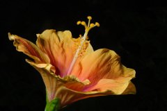 Yellow Hibiscus