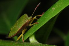 Green shield bug (Palomena prasina)