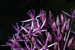 Allium