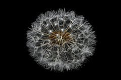 Klein hoefblad (Tussilago farfara)