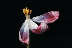 Wilting tulip